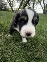 Tater-Black tri male, a male Miniature Australian Shepherd for sale in Burke, SD – 5 of 9