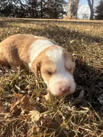 Male Red, a male Miniature Aussiedoodle for sale in Burke, SD – Photo 7 of 9