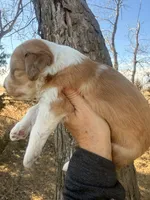 Male Red, a male Miniature Aussiedoodle for sale in Burke, SD – Photo 5 of 9