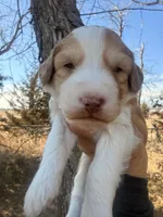 Male Red, a male Miniature Aussiedoodle for sale in Burke, SD – Photo 4 of 9