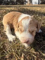 Male Red, a male Miniature Aussiedoodle for sale in Burke, SD – Photo 8 of 9
