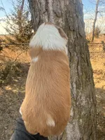 Male Red, a male Miniature Aussiedoodle for sale in Burke, SD – Photo 6 of 9