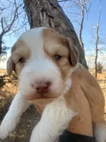 Male Red, a male Miniature Aussiedoodle for sale in Burke, SD – Photo 1 of 9