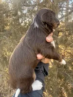 Female brown tri, a female Miniature Aussiedoodle for sale in Burke, SD – Photo 6 of 9