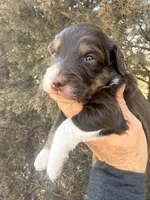 Female brown tri, a female Miniature Aussiedoodle for sale in Burke, SD – Photo 1 of 9