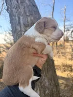 Male Red, a male Miniature Aussiedoodle for sale in Burke, SD – Photo 9 of 9