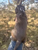 Female brown tri, a female Miniature Aussiedoodle for sale in Burke, SD – Photo 8 of 9