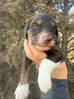Female brown tri, a female Miniature Aussiedoodle for sale in Burke, SD – Photo 3 of 9