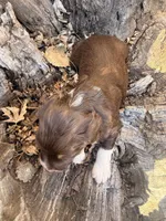 Female brown tri, a female Miniature Aussiedoodle for sale in Burke, SD – Photo 9 of 9