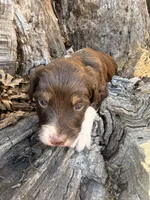 Female brown tri, a female Miniature Aussiedoodle for sale in Burke, SD – Photo 7 of 9