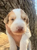 Male Red, a male Miniature Aussiedoodle for sale in Burke, SD – Photo 2 of 9