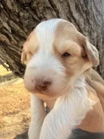 Male Red, a male Miniature Aussiedoodle for sale in Burke, SD – Photo 3 of 9