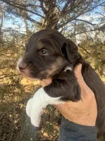 Female brown tri, a female Miniature Aussiedoodle for sale in Burke, SD – Photo 4 of 9