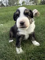 Tater-Black tri male, a male Miniature Australian Shepherd for sale in Burke, SD – 2 of 9