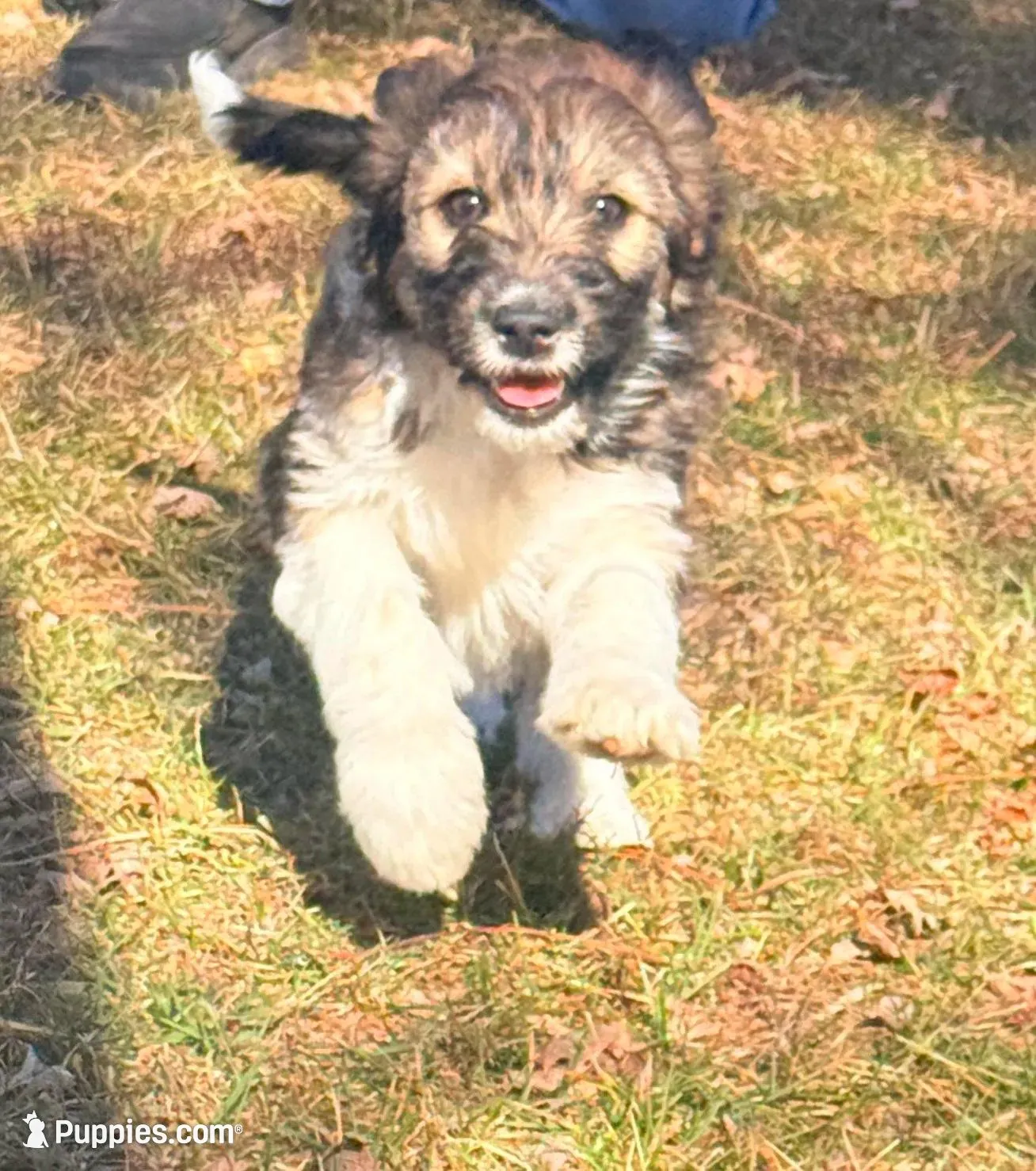 Female unique tri, a female Miniature Aussiedoodle for sale in Burke, SD – Photo 4 of 9