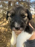 Female unique tri, a female Miniature Aussiedoodle for sale in Burke, SD – Photo 4 of 7