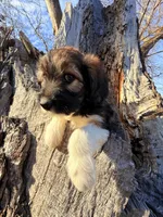 Female unique tri, a female Miniature Aussiedoodle for sale in Burke, SD – Photo 6 of 9