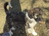 Female unique tri, a female Miniature Aussiedoodle for sale in Burke, SD – Photo 3 of 9