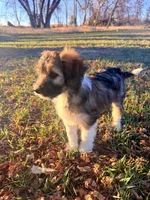 Female unique tri, a female Miniature Aussiedoodle for sale in Burke, SD – Photo 9 of 9