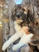 Female unique tri, a female Miniature Aussiedoodle for sale in Burke, SD – Photo 7 of 9