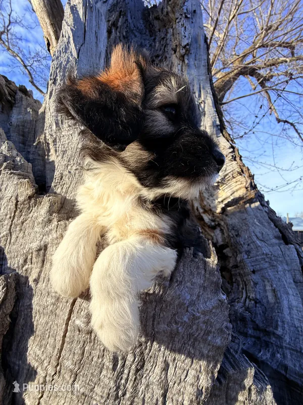 Female unique tri – Miniature Aussiedoodle puppy for sale in Burke, SD