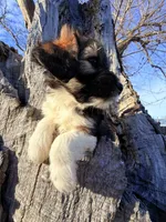 Female unique tri, a female Miniature Aussiedoodle for sale in Burke, SD – Photo 2 of 9