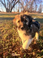 Female unique tri, a female Miniature Aussiedoodle for sale in Burke, SD – Photo 8 of 9