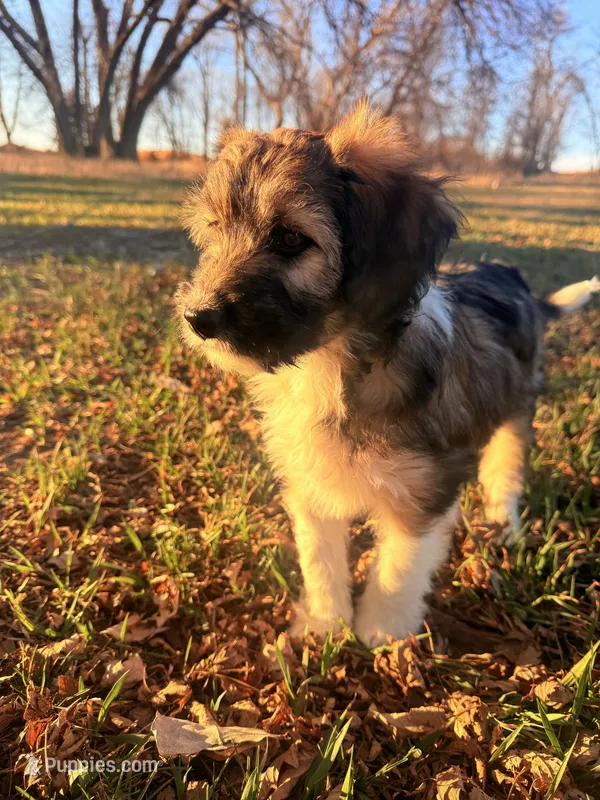 Female unique tri – Miniature Aussiedoodle puppy for sale in Burke, SD