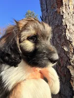 Female unique tri, a female Miniature Aussiedoodle for sale in Burke, SD – Photo 5 of 9
