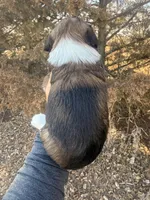 Female unique tri, a female Miniature Aussiedoodle for sale in Burke, SD – Photo 7 of 7