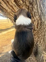 Female unique tri, a female Miniature Aussiedoodle for sale in Burke, SD – Photo 3 of 7