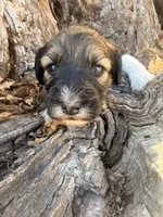 Female unique tri, a female Miniature Aussiedoodle for sale in Burke, SD – Photo 5 of 7