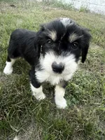 Black Tri male, a male Miniature Aussiedoodle for sale in Burke, SD – 2 of 9