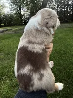 Spud- Red merle Male, a male Miniature Australian Shepherd for sale in Burke, SD – 3 of 10