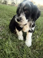Black Tri male (strip), a male Miniature Aussiedoodle for sale in Burke, SD – 3 of 7