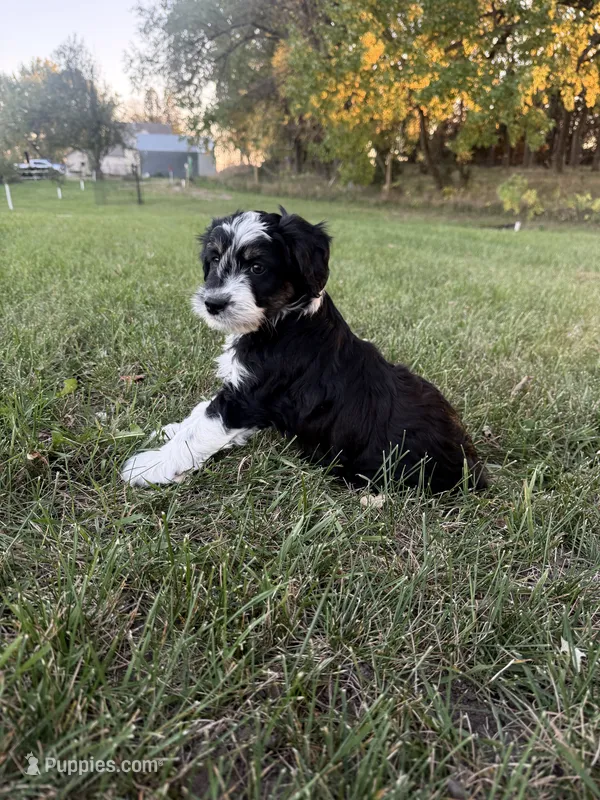 Black Tri male (strip) – Miniature Aussiedoodle puppy for sale in Burke, SD