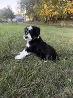 Black Tri male (strip), a male Miniature Aussiedoodle for sale in Burke, SD – 1 of 7
