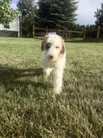 Pearl, a female Poodle - Miniature  for sale in Burke, SD – 7 of 8