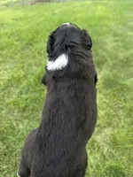 Tater-Black tri male, a male Miniature Australian Shepherd for sale in Burke, SD – 6 of 9