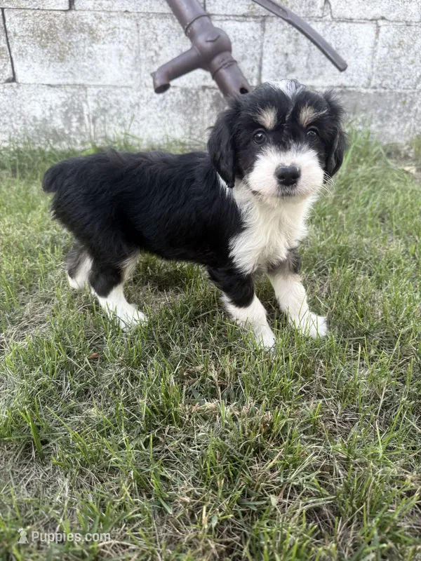 Black Tri male – Miniature Aussiedoodle puppy for sale in Burke, SD