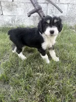 Black Tri male, a male Miniature Aussiedoodle for sale in Burke, SD – 1 of 9