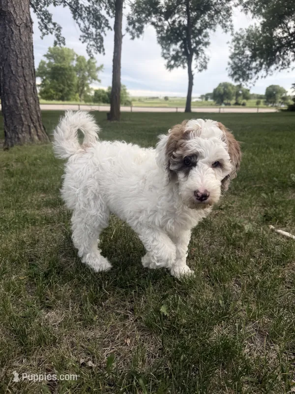 Pearl – Poodle - Miniature  puppy for sale in Burke, SD