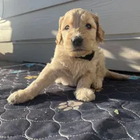 Zoey, a female Goldendoodle for sale in Graham, WA – Photo 2 of 2