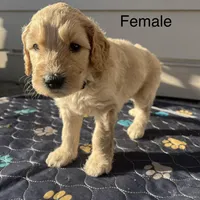 Zoey, a female Goldendoodle for sale in Graham, WA – Photo 1 of 2