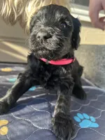 Lulu, a male Goldendoodle for sale in Graham, WA – Photo 2 of 3