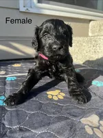 Lulu, a male Goldendoodle for sale in Graham, WA – Photo 1 of 3