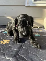 Lulu, a male Goldendoodle for sale in Graham, WA – Photo 3 of 3