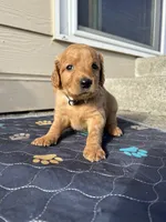 Oscar, a male Goldendoodle for sale in Graham, WA – Photo 2 of 3