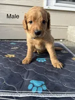 Oscar, a male Goldendoodle for sale in Graham, WA – Photo 1 of 3