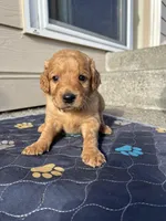 Oscar, a male Goldendoodle for sale in Graham, WA – Photo 3 of 3
